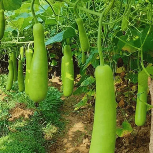 Bottle Gourd Straight Seeds