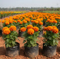 Marigold Plant