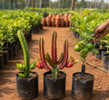 3-in-1 Fruit Plant Combo