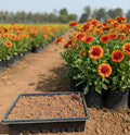 Gaillardia Multi-Petal Mixed Seeds