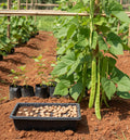 Chedi Avarai (Climbing Beans)