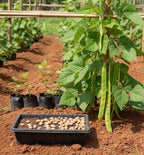 Chedi Avarai (Climbing Beans)