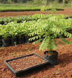 Agathi Keerai (White Sesbania)
