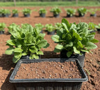 Paalak Keerai (Spinach) Seeds