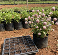 Vadamalli Baby Pink Seeds