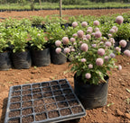 Vadamalli Baby Pink Seeds