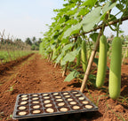 Bottle Gourd Straight Seeds