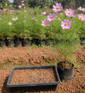 Cosmos Pink Seeds