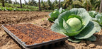 Cabbage Seeds