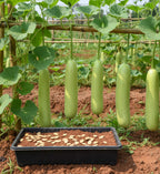 Long bottle gourds