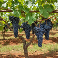 Grapes Plant