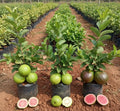 Guava – 3 Plants (3 Types Combo)