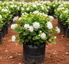 Gundumalli / Mogra Jasmine
