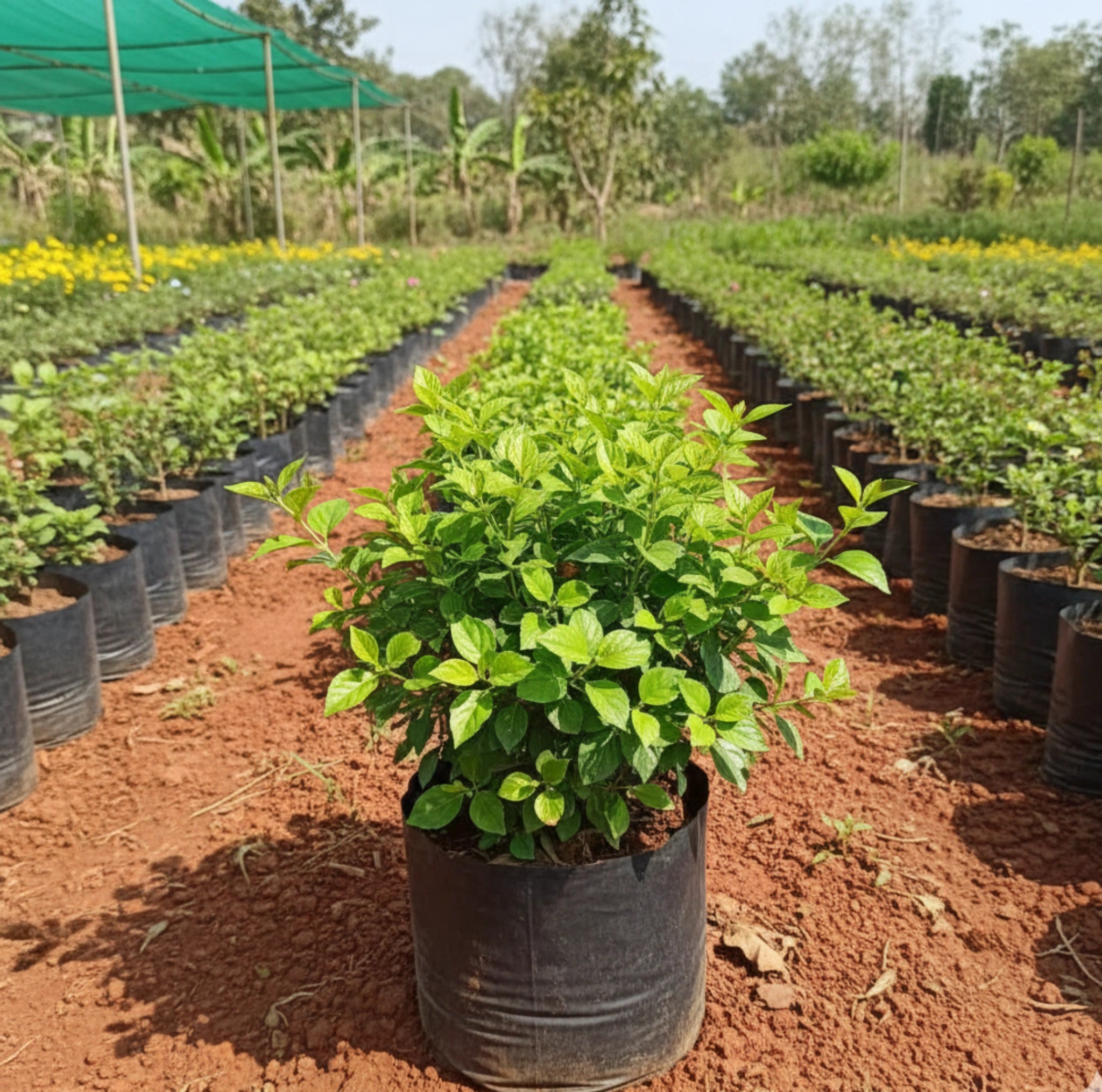 Henna Plant (Marudhani)