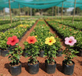Hibiscus Combo Plants (Mixed Varieties)