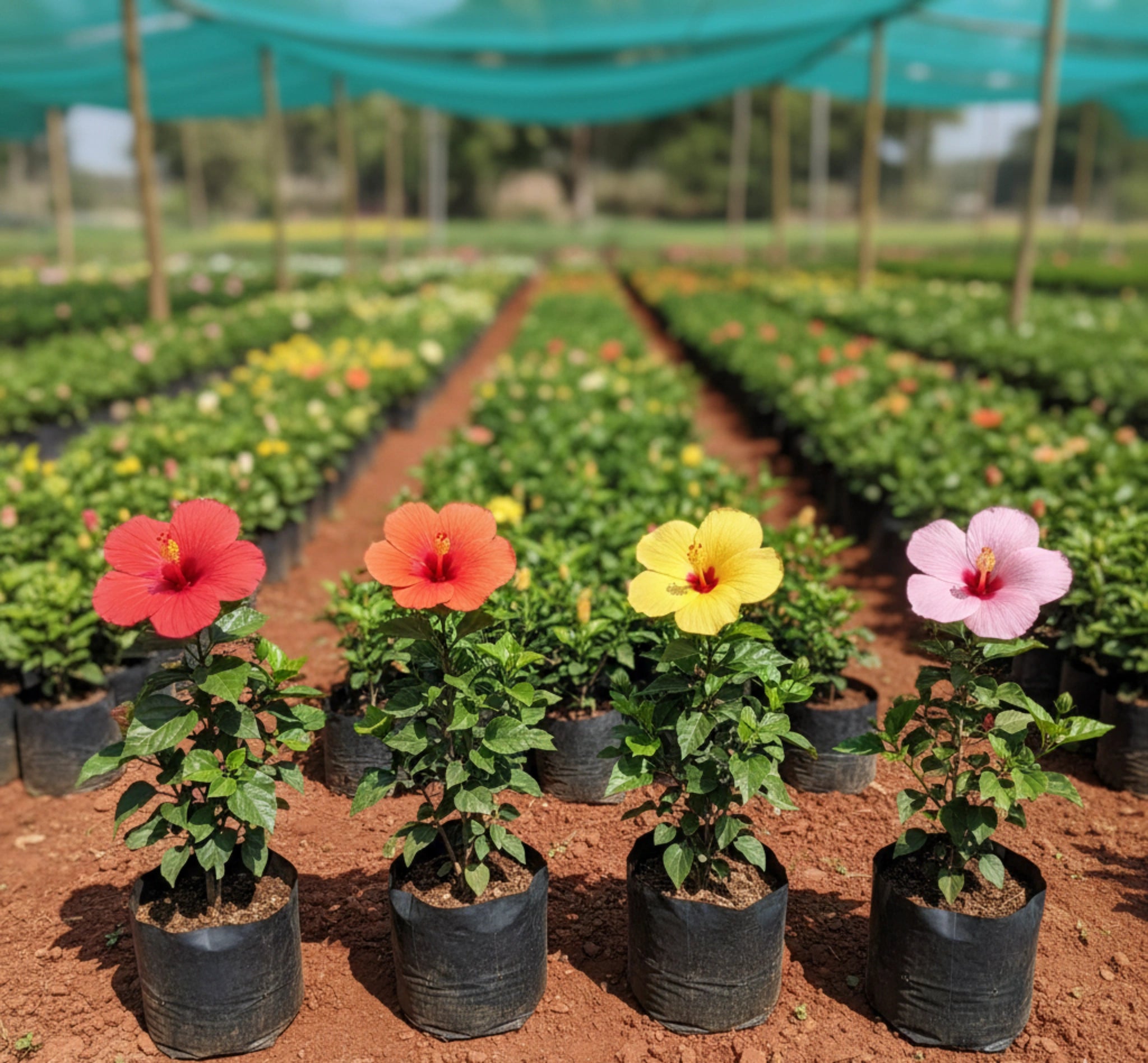 Hibiscus Combo Plants (Mixed Varieties)