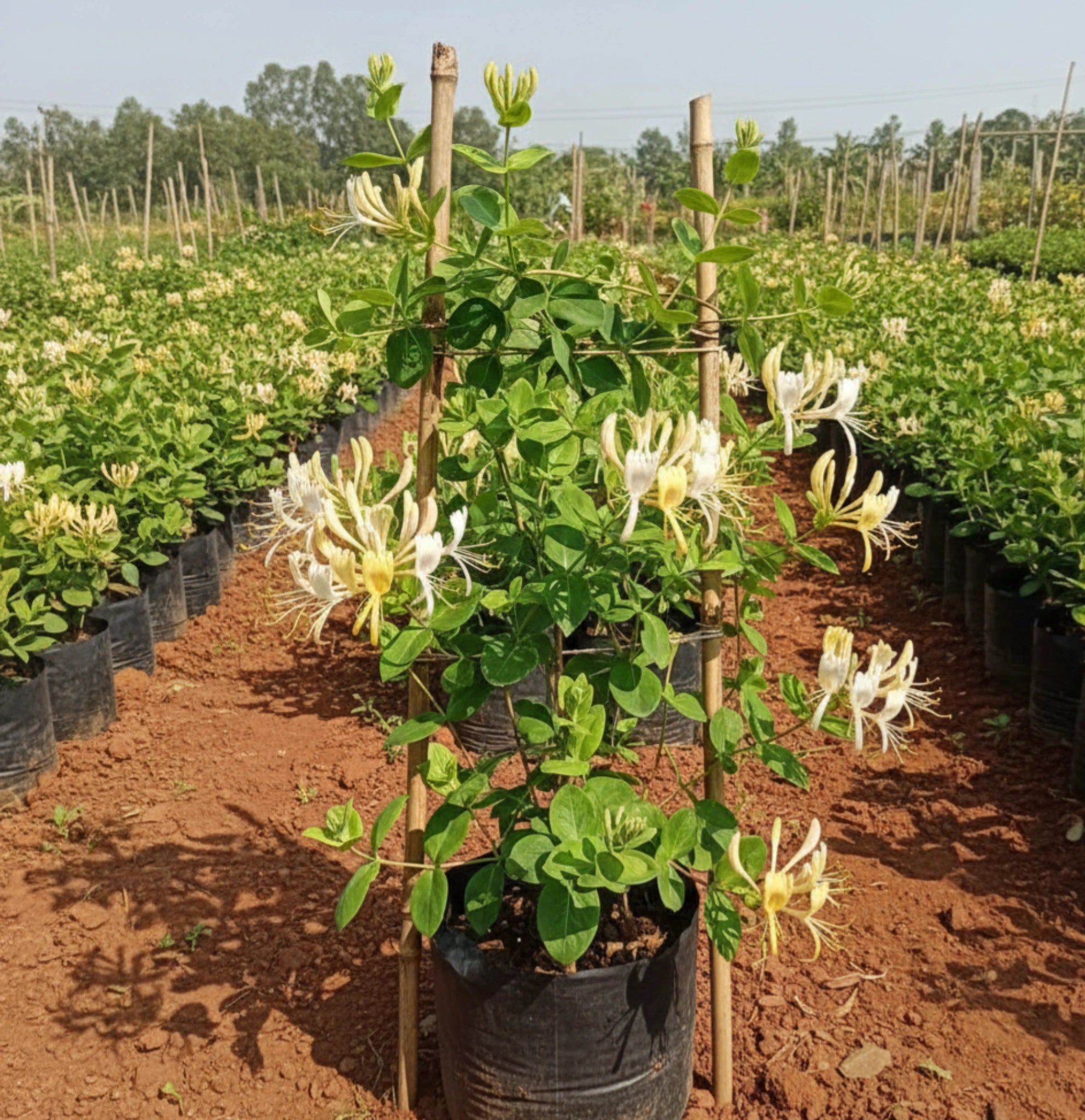 Honeysuckle Plant