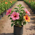 Hybrid Hibiscus Plant