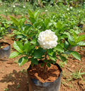 Hybrid Parijatham Plant