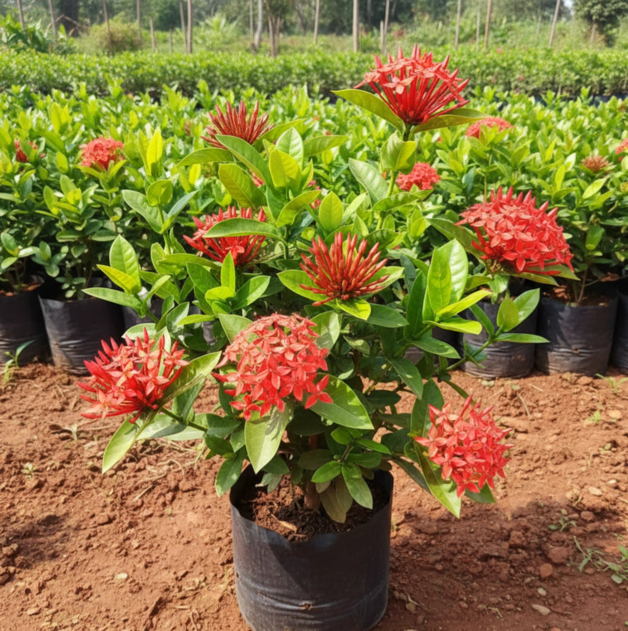 Red Exora Mini Flower Plant
