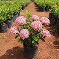 Ixora Mini Plant