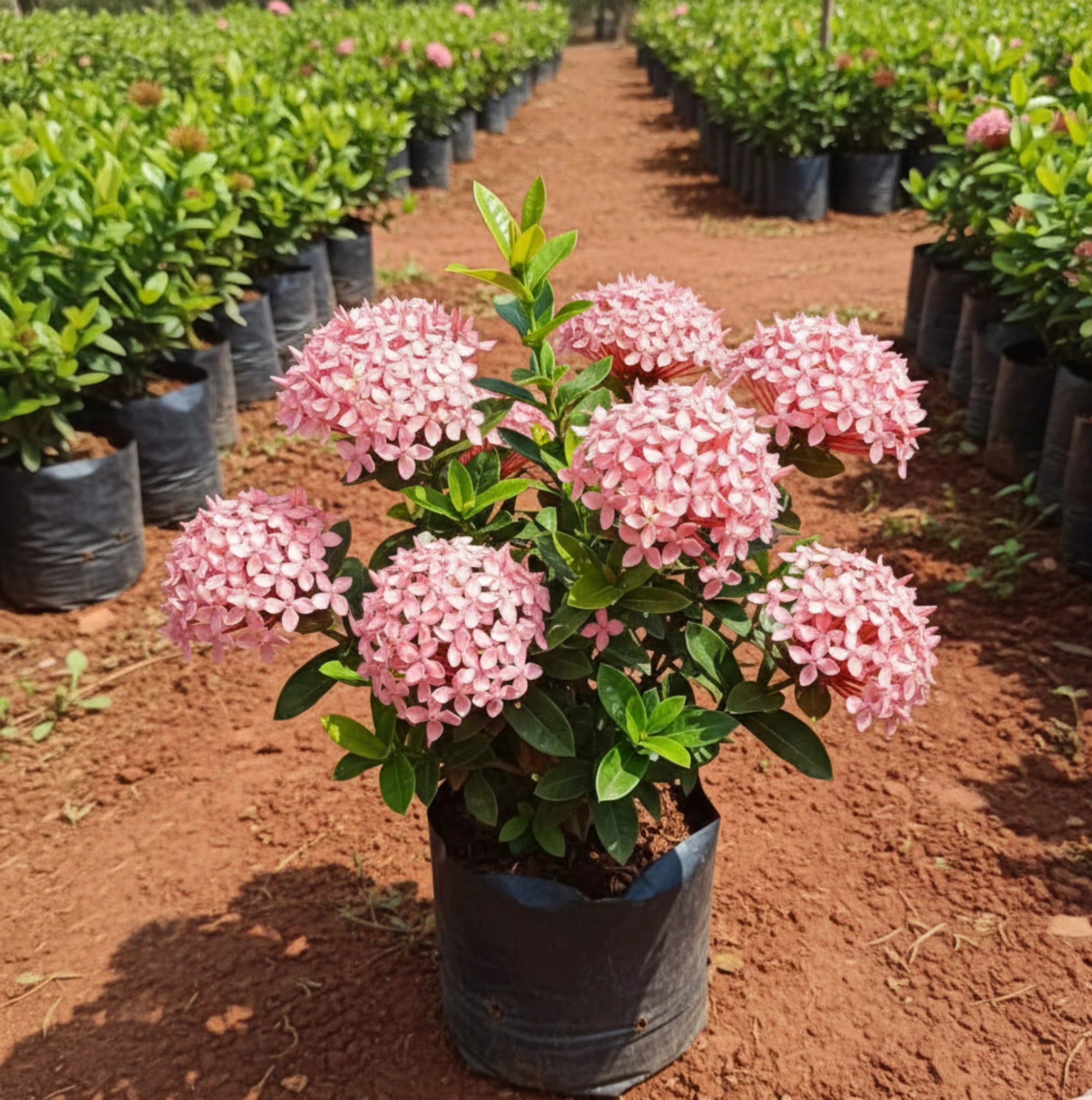 Ixora Mini Plant