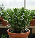 Jade Plant