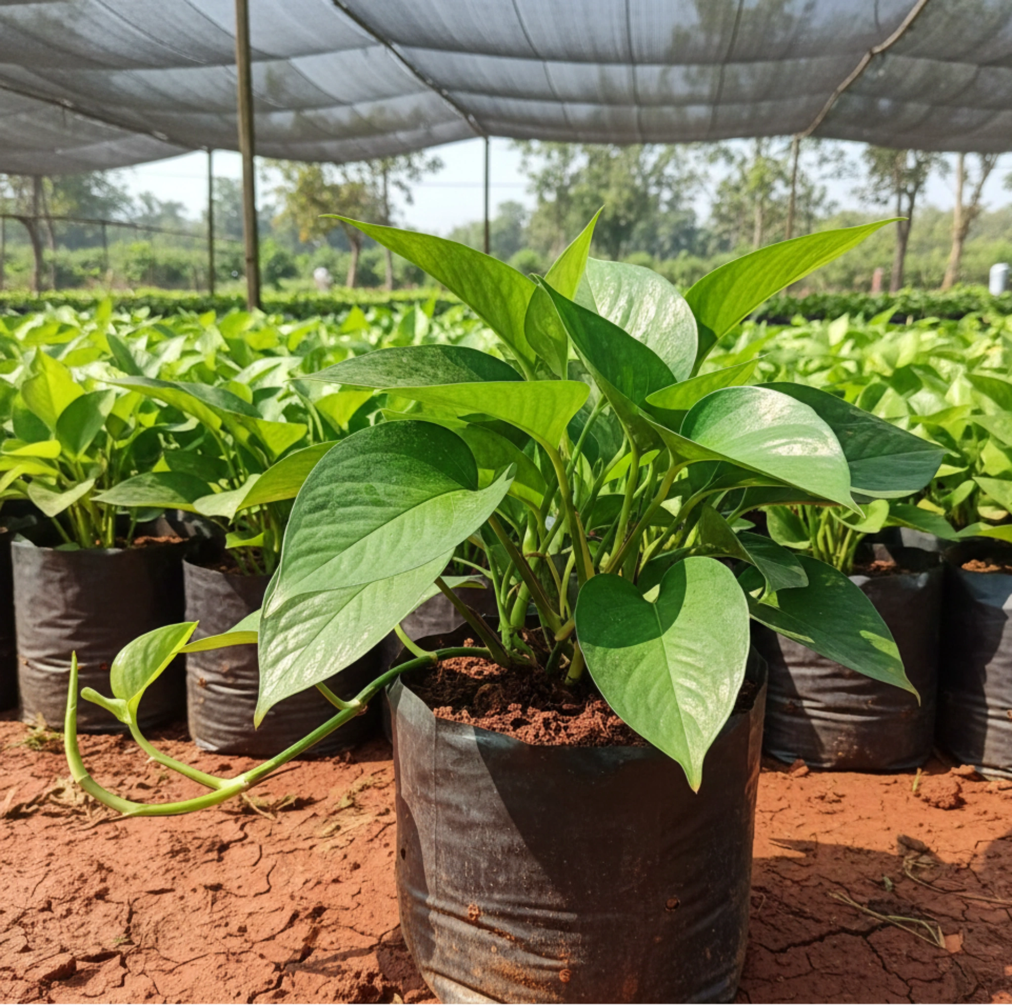 Jade Pothos Plant