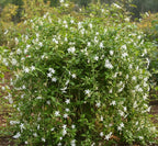 Jathimalli / Pichi Poo Jasmine