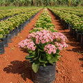 Kalanchoe Plant – Pink