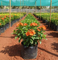 Kanagambaram Plant – Orange (Crossandra)