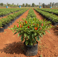 Kandhari Chilli Plant – Small Variety