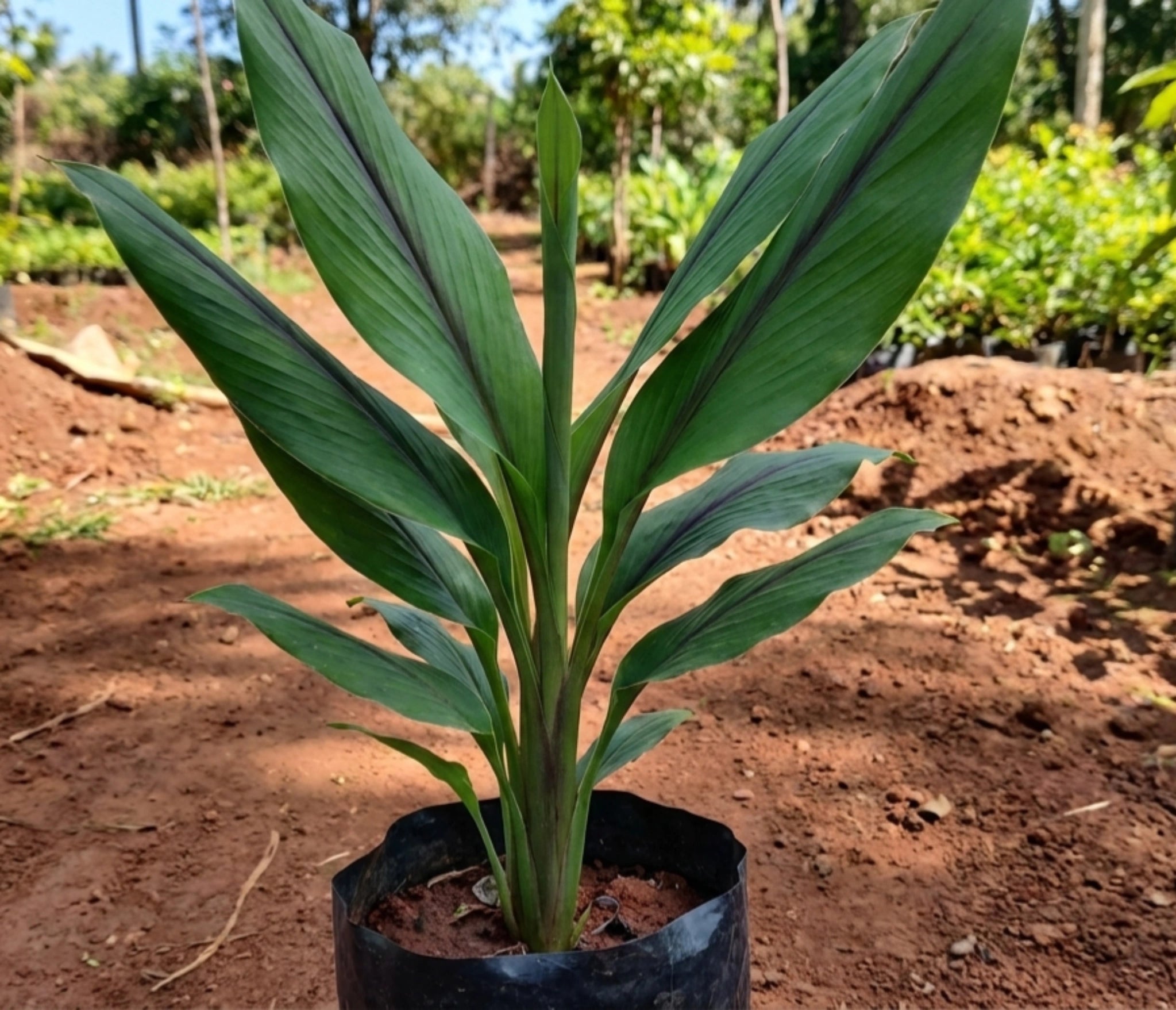 Karumanjal bulb (Black Turmeric)
