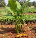 Kasthuri manjal yellow