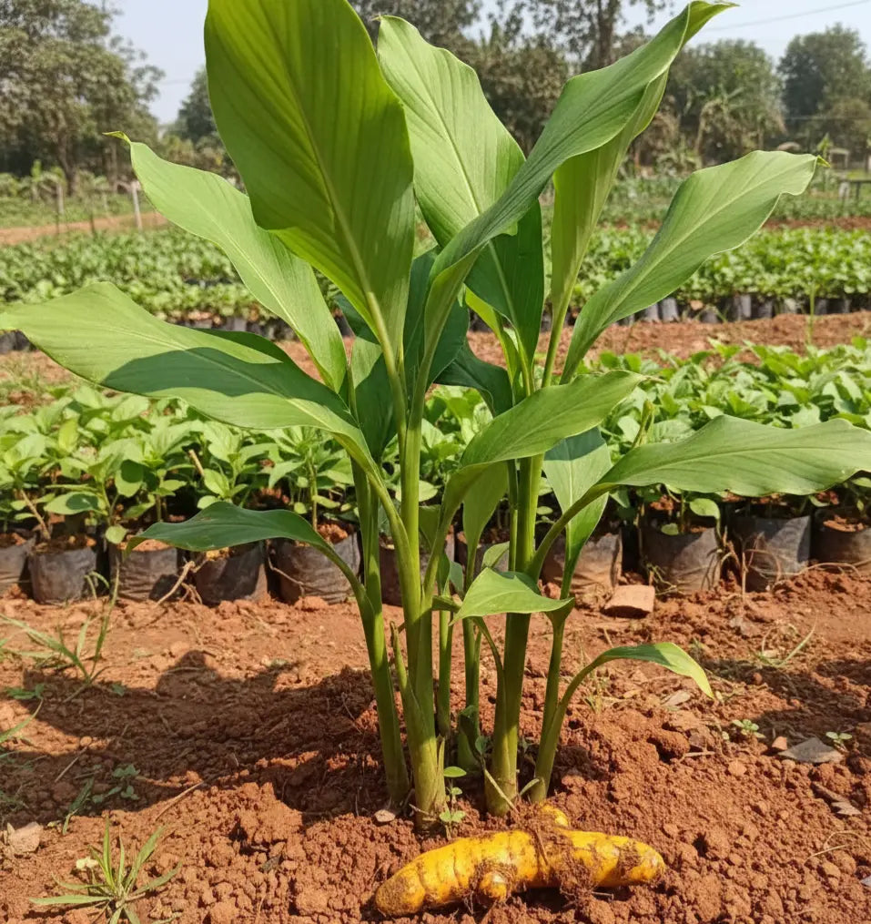 Kasthuri manjal yellow