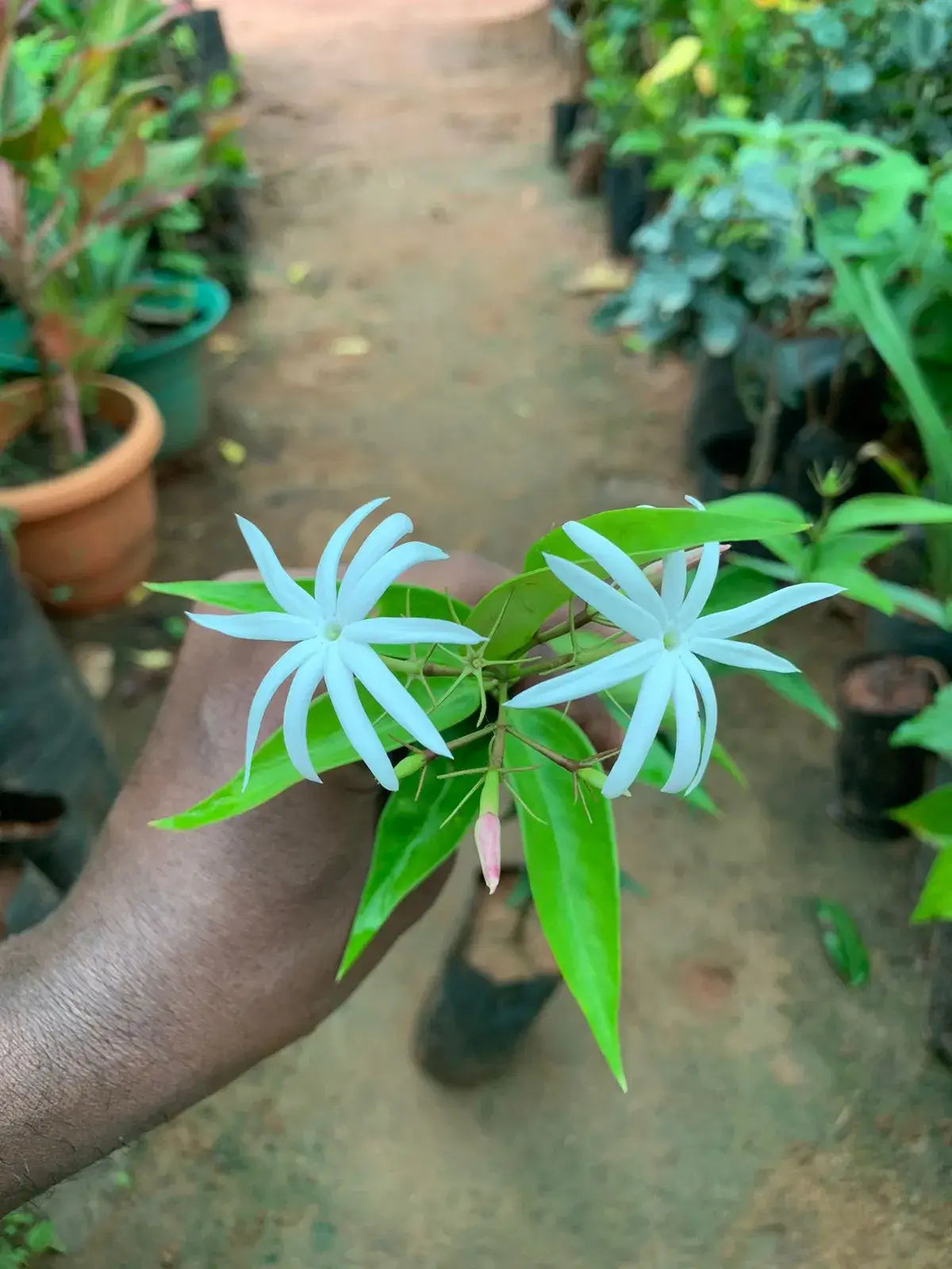 Star Mullai Plant