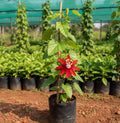 Krishnakamalam Plant – Red