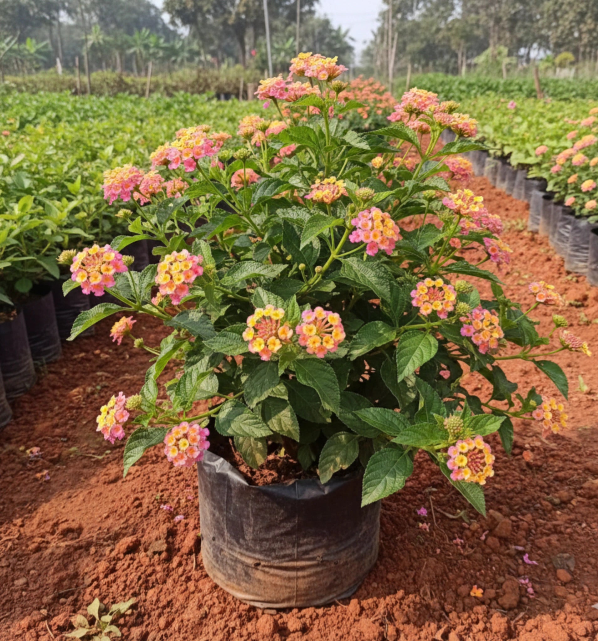 Lantana Flower Plant