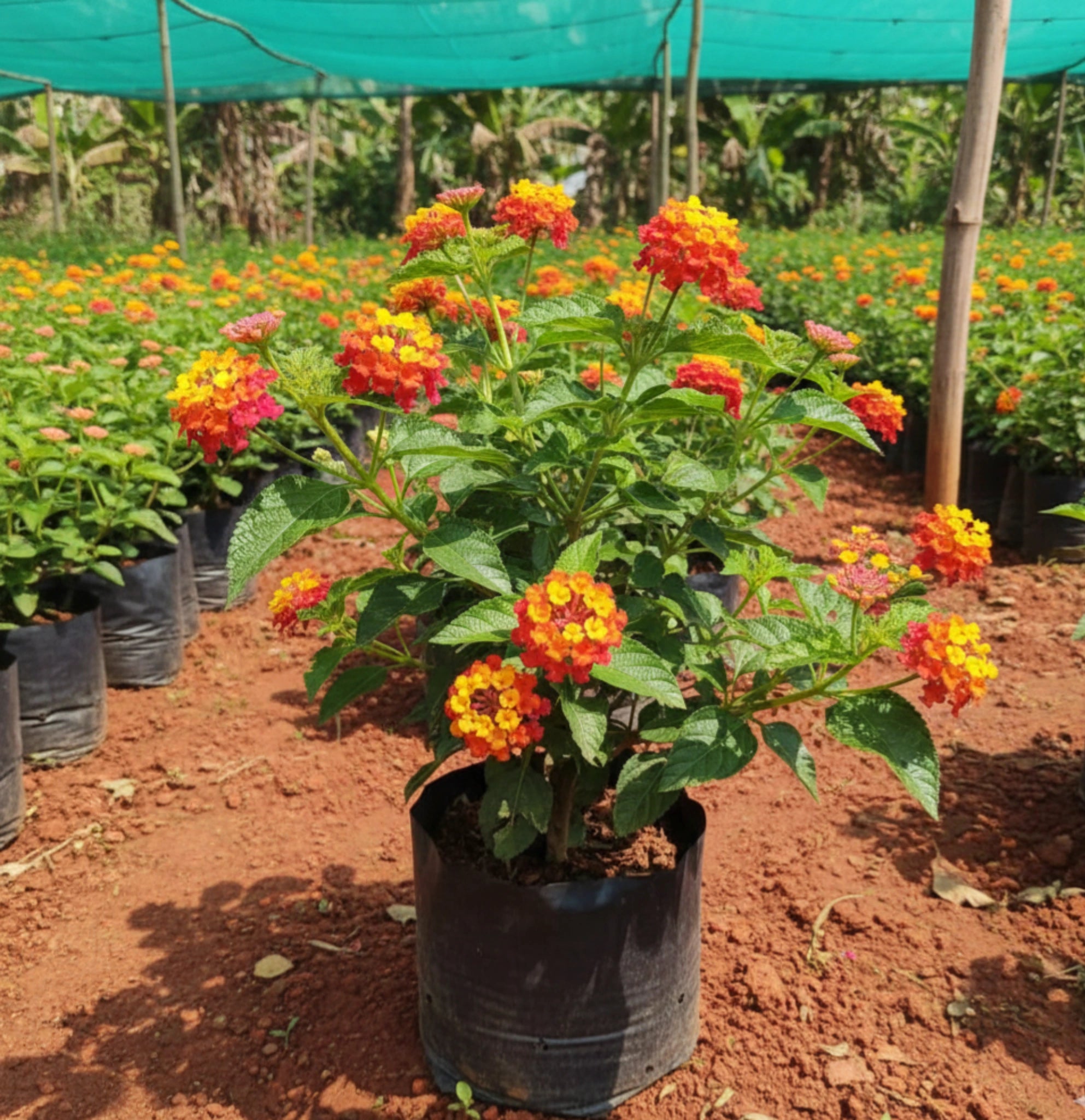 Lantana Plant
