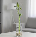 Lucky Bamboo – 1 Piece