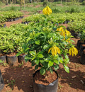 Manoranjitham Plant (Fragrant Jasmine)