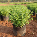 Maruvu Plant (Marjoram Herb)