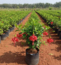 Spider Hibiscus Plant
