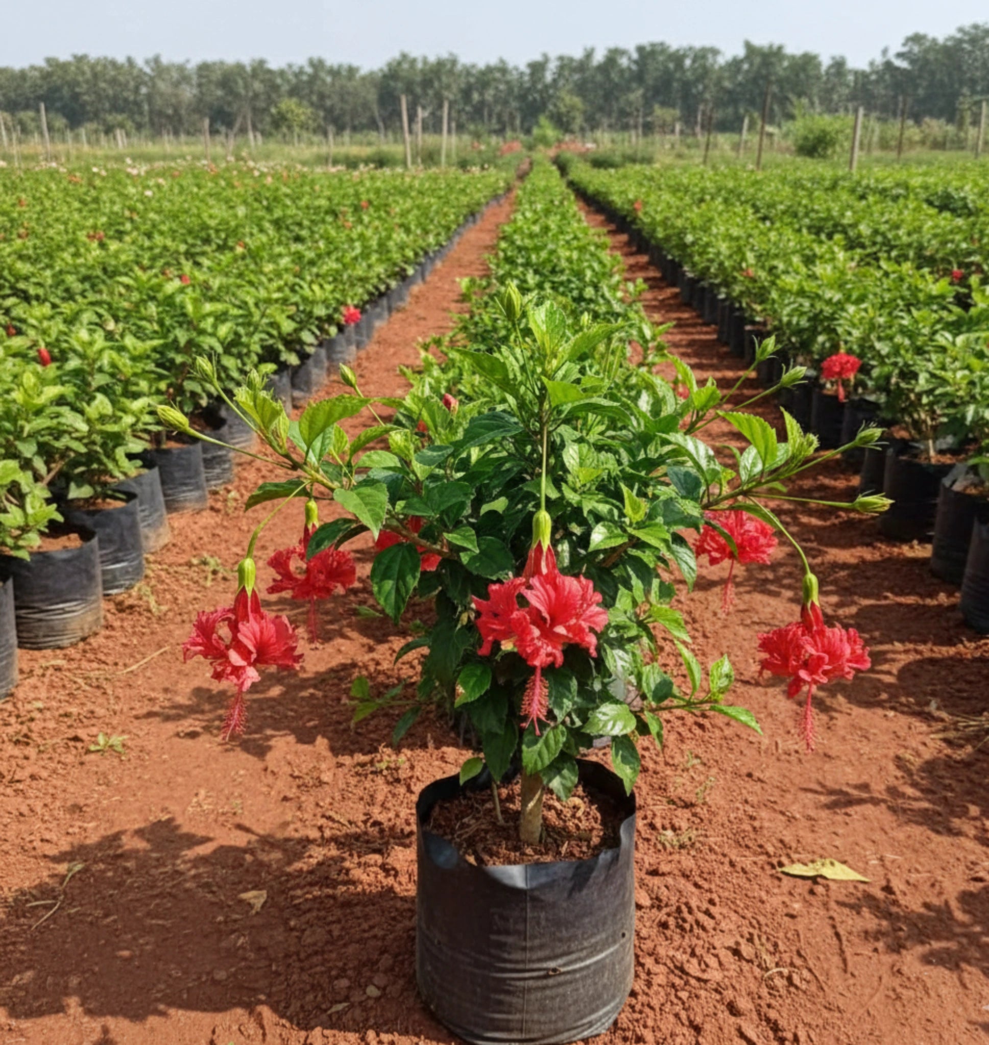 Spider Hibiscus Plant
