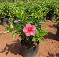 Mini Hibiscus Plant