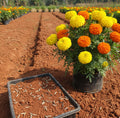 Mixed Marigold Seeds