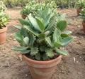 Mother of Thousands Plant