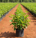 Mulberry Plant