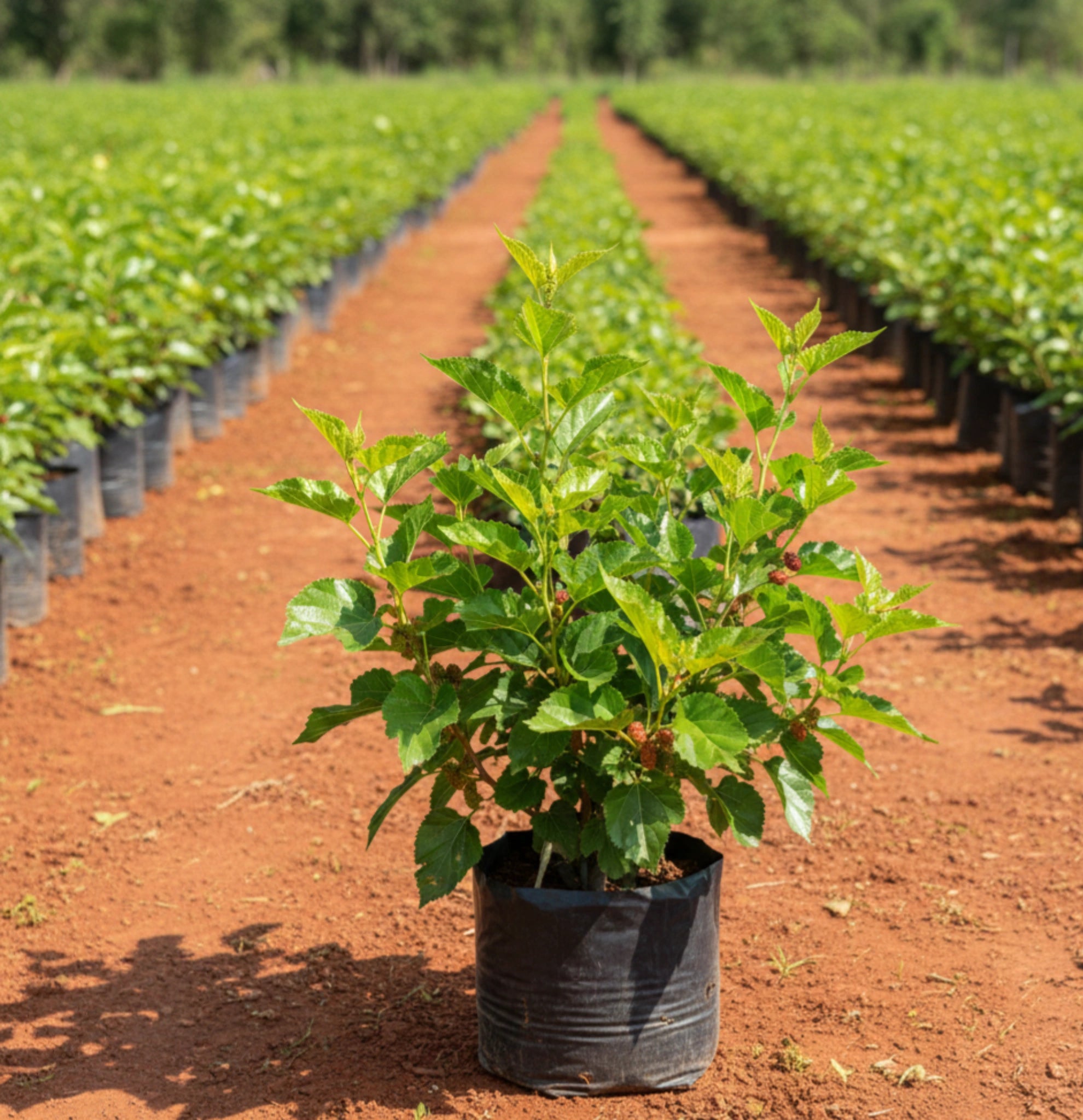 Mulberry Plant