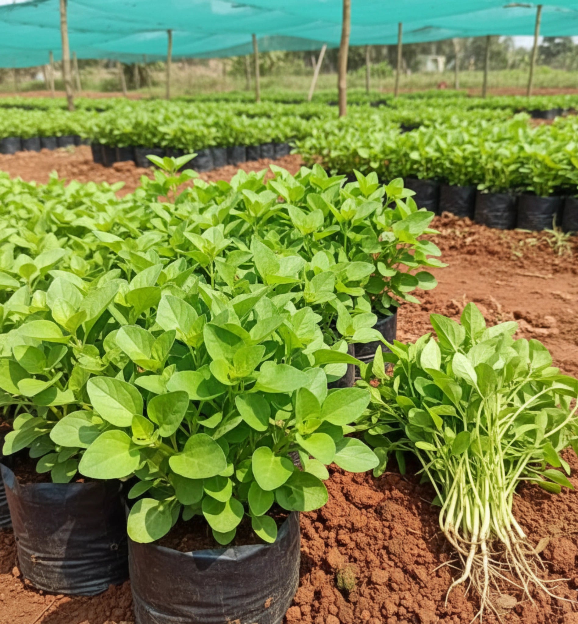 Mullai Keerai seed